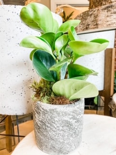 Small Plant (plants may vary)